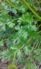 Cymopterus hallii