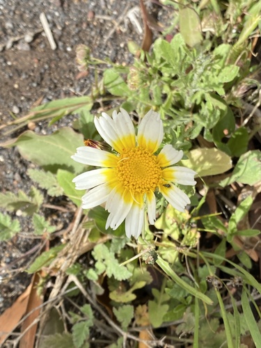 Glebionis coronaria image