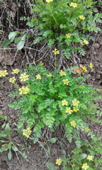 Cymopterus hallii