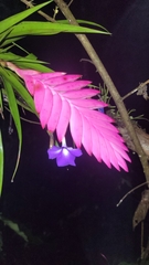 Wallisia pretiosa