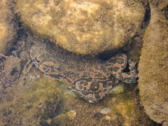 Bufotes viridis viridis