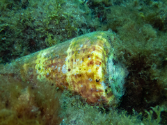 Conus canariensis