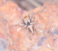 Habronattus arcalorus
