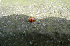 Harmonia axyridis