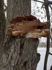 Laetiporus sulphureus