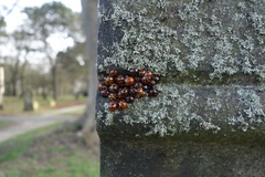 Harmonia axyridis