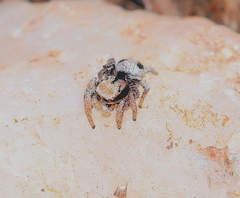 Habronattus arcalorus