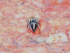 Habronattus arcalorus