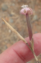 Dianthus micropetalus