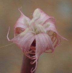 Dianthus micropetalus
