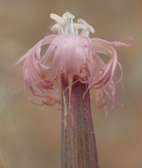 Dianthus micropetalus
