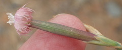 Dianthus micropetalus