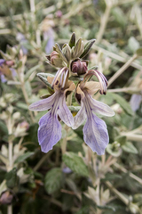 Teucrium fruticans