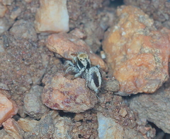 Habronattus arcalorus