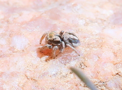 Habronattus arcalorus