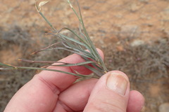 Dianthus micropetalus