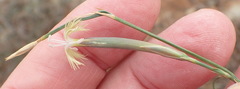 Dianthus micropetalus