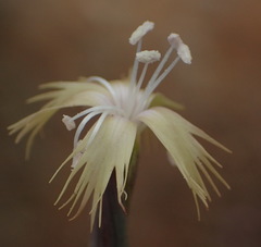 Dianthus micropetalus