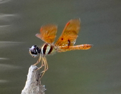 Perithemis lais