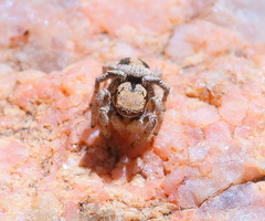Habronattus arcalorus