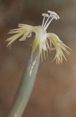 Dianthus micropetalus