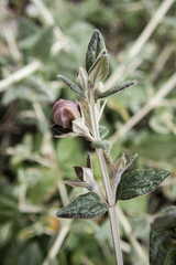 Teucrium fruticans