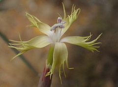 Dianthus micropetalus