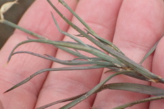Dianthus micropetalus