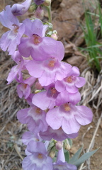 Penstemon secundiflorus