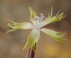 Dianthus micropetalus