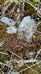 Draba praecox