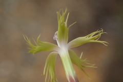 Dianthus micropetalus