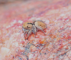 Habronattus arcalorus