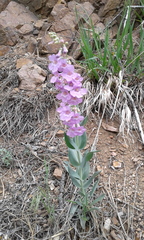 Penstemon secundiflorus