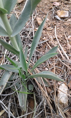 Penstemon secundiflorus