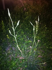 Golovinomyces cichoracearum