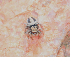 Habronattus arcalorus