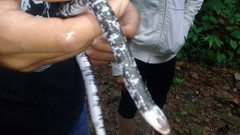 Amphisbaena fuliginosa