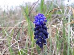 Muscari neglectum