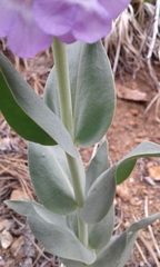Penstemon secundiflorus