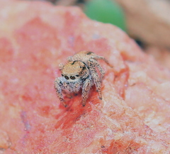 Habronattus arcalorus