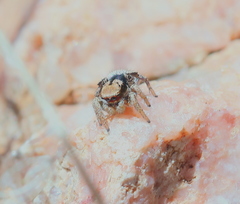 Habronattus arcalorus