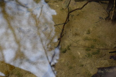 Ambystoma barbouri