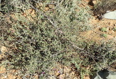 Hermannia desertorum