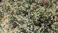 Hermannia desertorum