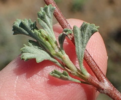 Hermannia desertorum