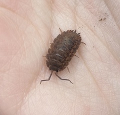 Trachelipus squamuliger