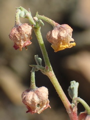 Hermannia desertorum