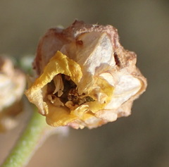 Hermannia desertorum