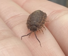 Trachelipus squamuliger